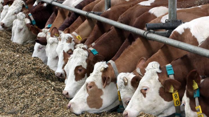 اگر فشار بر دامدار کاهش نیابد، دام های اصیل و  ذخائر ژنتیک کشور کشتار خواهند شد