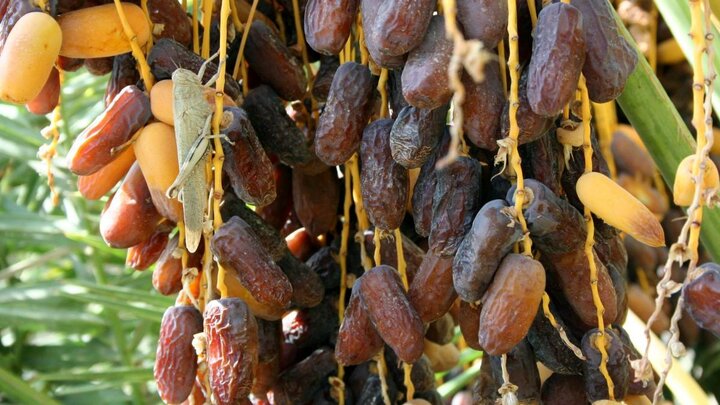 سرانه مصرف خرما در کشور به دلیل افزایش قیمت این محصول در حال کاهش است