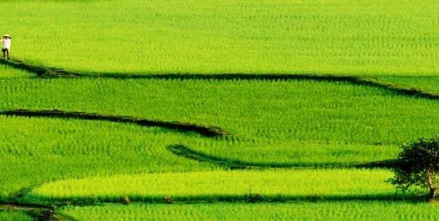 شرایط معافیت باغ‌ها و اراضی زراعی از پرداخت مالیات بر سوداگری مشخص شد