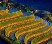 تقاضای اعمال اصل ۸۵ در طرح یکپارچه‌سازی اراضی کشاورزی