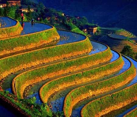 احتمال تعین نرخ گندم در نشست روز آینده شورای قیمت گذاری