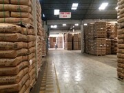 سوداگری، رانت و واردات بی‌رویه، تهدیدات عرصه تولید چای هستند