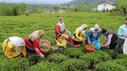 مطالبات چای‌کاران در کمیسیون کشاورزی پیگیری شد