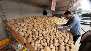 واسطه‌ها و احتکار، عامل گرانی سیب‌زمینی؛ تولید مشکلی نداشت
